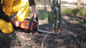 Lawn Renovation and Restoration in Commercial Point, OH