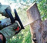 Best Tree Maintenance Programs  in Commercial Point, OH