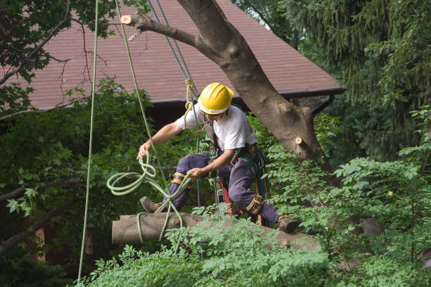  Commercial Point, OH Tree Care Pros