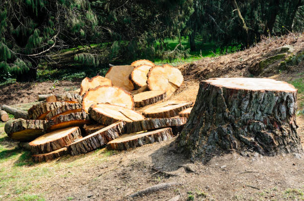 Professional Tree Care in Commercial Point, OH